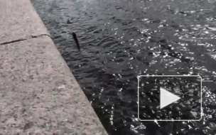 Петербуржцы спорят, можно ли есть выловленную в Неве рыбу