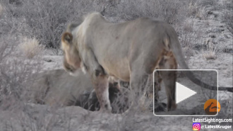 Беспечную гиену растерзали на глазах туристов в парке Кгалагади