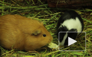 Милонов предложил ужесточить штрафы для мучителей животных за "мимишные" селфи