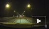 Видео: на Мурманском шоссе водитель насмерть сбил лося