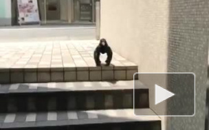 В сети появилось видео с мускулистой вороной-"гориллой"