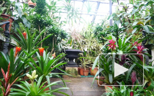 Ботанический сад продлит время работы 14 февраля