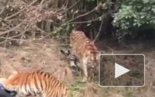 Страшная трагедия: в Китае тигры загрызи посетителя зоопарка