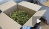 В Нижегородской области пресечены факты хранения растительного наркотика