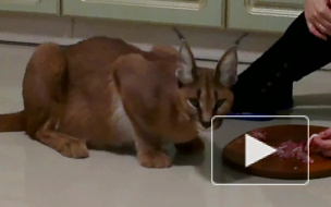 В Москве украли редкого котенка-рысенка: стоимость пропажи — 400 тыс руб