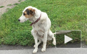 В Петербурге появился местный Хатико. Пес передвигается по городу на транспорте в поисках дома