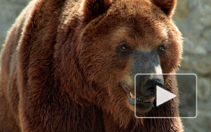 Медведь растерзал мужчину и искалечил женщину у сибирского аэропорта