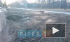 Видео: петербуржцы пожаловались на бессмысленную вырубку деревьев в Красносельском районе
