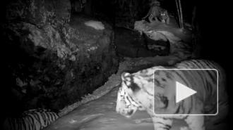 Тигрята в приморском нацпарке проверили фотоловушку на прочность