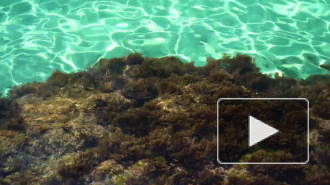 В Китае нашли зелёную водоросль возрастом в миллиард лет