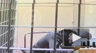 Михаила Абызова на носилках принесли в комнату для видеоконференцсвязи, чтобы провести заседание Мосгорсуда