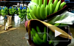 Россельхознадзор может запретить ввоз бананов из Эквадора