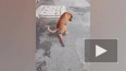 Видео из Бангкока: Бродячая собака притворяется израненн ...