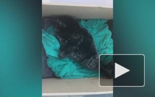 Детёныша ладожской нерпы спасли в Петербурге