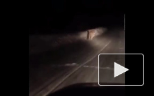 В интернете появилось видео гуляющих по дороге тигров в Приморье