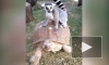 В Ленинградском зоопарке показали лемура-наездника
