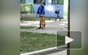 В Петербурге задержали живодера, избившего собак на глазах у прохожих