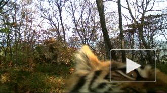 Уникальное видео из Приморья: тигрица с детьми устроила "фотосессию"