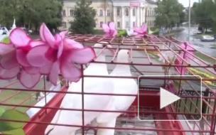 Во время свадебной церемонии в Костроме рухнул дом