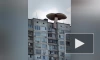 Художник "вырастил" огромный гриб на петербургской панельке