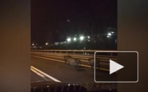 Семейство кабанов устроило забег на ЗСД