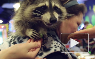 На улице Фучика взрослые и дети отметили День рождения енота Моккачино