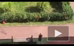 Владелицу пинчера осудят за избиение больного ребенка