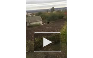 Появилось видео ликвидации медведя-убийцы под Воронежем 