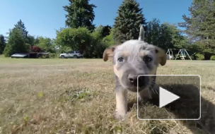 Роспотребнадзор напомнил о передающемся от собак опасном заболевании