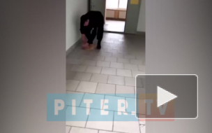 ЧОП прокомментировал действия охранника, швырнувшего беременную кошку в общежитии ЛГУ им. Пушкина 