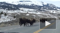 Бизоны не бежали из Йеллоустоуна, конец света отменяется