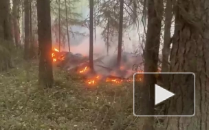 Жителей поселка в Карелии эвакуировали из-за лесного пожара