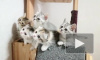 Видео с синхронными танцами 5 котят стало хитом Сети