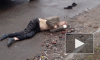 Скорченное тело мужчины без обуви нашли в Красном Селе, рядом стоит полицейская машина