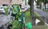 На улице Декабристов высадили сирень сорта "Александр Блок" в день памяти поэта