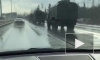 Петербуржцы сняли на видео колонну военной техники на Приозерском шоссе
