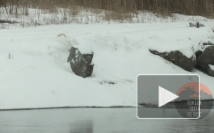 Видео: в Сосновом Бору лебеди катались с горки