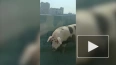 На шоссе у МКАД ловили огромную свинью