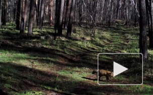Любопытное видео из Воронежа: лесные животные попали в объективы фотоловушек