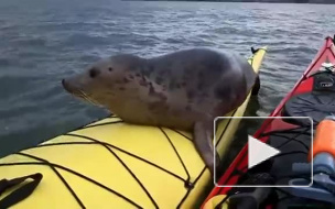 Шотландец покатал дикого тюленя на байдарке и снял на видео