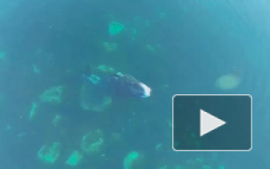 Уникальное видео "SPA процедур" гренландского кита появилось в интернете