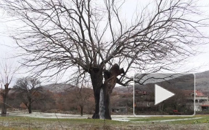Видео: 150-летнее дерево в Черногории превратилось в фонтан 