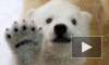 Новорожденный медвежонок из петербургского зоопарка попал на видео