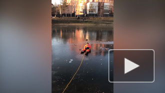 Волонтеры спасли вмерзшую в лед Графского пруда утку