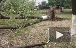 Появились фото и видео последствий урагана, который повалил в Петербурге 50 деревьев