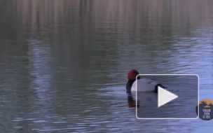 У стен Петропавловской крепости заметили редких селезней