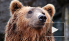 В Приморье задержали контрабандистов с сотнями медвежьих лап