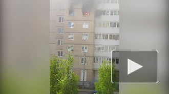 В пожаре в Красном Селе погибла кошка