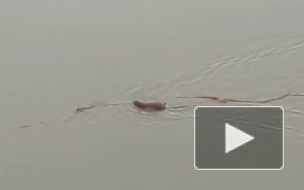 Видео из Омска: В черте города поселилась ондатра