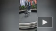Компания Tecno представила инновационного робота-собаку ...
